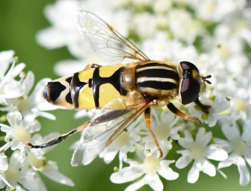 Réf. 289 134 : Helophilus trivittatus